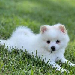 /Pomeranian/Female/Younger Than Six Months,hi4 puppies Ready for a new home 