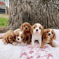 Adopt a dog:DNA Cleared Purebred Cavalier King Charles Puppies/Cavalier King Charles Spaniel/Both/Younger Than Six Months,