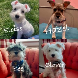 Adopt a dog:Eloise/Miniature Schnauzer/Female/Young,Eloise (white), Hazel (grey), Bee (grey) and Clover (white) are 4 month-old old female puppies who joined AARF about a month ago as an owner surrender. They are typical happy, playful pups who will do well in a home that has the necessary time to house-train them and start them on the path to being wonderful canine companions! Since puppies this young require a lot of attention, oversight and training, ideal adopters will be home most of the time or have a plan in place to help them with the time commitment house-training requires.

Schnauzers require regular, professional grooming (every 4-6 weeks) to keep them comfortable and free of painful mats. Each of these puppies will have had a first grooming appointment prior to adoption; potential adopters need to commit to a consistent professional care routine for their application to be considered.

If you think your home would be a great fit for Eloise, Hazel, Clover or Bee apply today! We will not adopt out pairs of puppies to the same home. You can indicate a specific puppy by name, or ask to be considered for any of them. If you have any questions feel free to send an email to info@animalalliesrescue.org or if you think it's love at first sight, please fill out an adoption application at this site - http://www.animalalliesrescue.org.

Their adoption fee is $400. The adoption package covers spay/neuter, microchipping, age appropriate immunizations against rabies and DHLPP, testing for heartworm and other tick borne diseases (if of appropriate age), and monthly flea and heartworm preventatives.