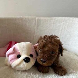 Adopt a dog:Gorgeous toy poodle female/Poodle (Toy)/Female/Younger Than Six Months,