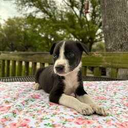 Adopt a dog:me/Australian Kelpie/Male/Baby,R2H minimum adoption age is 25 years old.

APPLICATION REQUIRED (CUT & PASTE THIS LINK)
https://form.jotform.com/roamstohomes/R2H-adoption-application


Date of Birth: 2/05/2024
Location: Conroe, Texas
(Currently located in a foster home, transport will be arranged once adopted.)

Meet the adorable bundle of joy, Jordan. He is the epitome of cuteness and energy always ready to brighten your day with his hilarious antics. With his loving nature, he's sure to steal your heart in no time. Weather he is chasing his tail or cuddled up in your lap, he's guaranteed to bring endless joy and laughter to your home. Don't miss your chance to adopt this sweet and active little guy into your family.

**Note - R2H enforces a strict spay/neuter policy. All pets adopted from R2H must be spay/neutered. An additional spay/neuter deposit applies to all pets that are adopted prior to being altered.