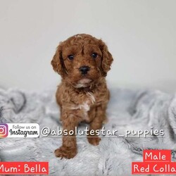 Adopt a dog:Adorable 7 Toy Cavoodle Puppies//Both/Younger Than Six Months,We have 7 beautiful F1B Cavoodle Puppies From our family dogs, They will be ready on 21st April 2024 (8 weeks old) for their forever homes.They will come Vaccinated, wormed every 2 weeks of age, microchipped, a VET checked, a puppy pack, and 6 weeks Pet Cover Puppy Insurance or 4 Weeks Trupanion Puppy Insurance, and Puppy Birth Certificate.They will be 75% Potty Trained as 25% is depending on how you continue the training. All of Our Puppies won't be positive from all of Genetic Diseases.Dad is Apricot Toy Poodle 5 kg, and Mum is F1 Cavoodle 7 kgThe Parents are loving, loyal with a great temperament and raised in our family home and brought up with children.The parents and puppies are ready to be viewed for a visit or through whatsapp video call.Males (Blue, Green, Orange, and Grey (SOLD) Collar)Females (Yellow, Pink, and Purple Collar)We are located near North Richmond, NSWDOB: 27/02/2024We will update of our puppies on Instagram.www.instagram.com/absolutestar_puppies/Fur and Family First Breeder#DS278554