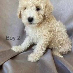 Adopt a dog:Phenomenal Shoodles (Toy Poodle x Shih Tzu)/Poodle (Toy)/Female/Younger Than Six Months,Shoodles, with very unique markings, now available