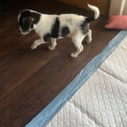 Adopt a dog:SHAKEES/Rat Terrier/Female/Baby,Meet little Shakees. She and her littermates are looking for their forever homes. They were born 02/02/2024 and can leave April 5th, 2024. Mom is a rat terrier and dad a Shih Tzu terrier mix. Training your new pup is your honor and responsibility, including house training and good doggie manners.

Shakees has been doing really well. She has been playing and running around more. She’s so sweet and we love to see her romp around. She sleeps a little more than her siblings. 
She has a type of genetic deficiency This causes her to have seizers, walk in a march manner and she is blind. She is starting mediation to manage the seizers, which she will take the rest of her life. Her life span possibly, will not be as long as normal.  She will be able to live a fairly normal life though. More information will be available if you are interested in giving this special girl a home. 

If you are interested in adopting one of these cute little ones please visit our website, www.perrycountyanimalrescue.org,  fill out the adoption application. Once we have that processed we will be setting up meet and greets. Hurry because these cuties will be going quickly!