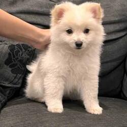/Pomeranian/Female/Younger Than Six Months,hi4 puppies Ready for a new home 