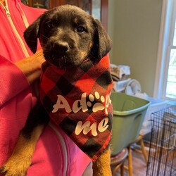 Adopt a dog:Luna/Black Labrador Retriever/Female/Baby,Luna is a peppy 8 week old lab puppy ready for a furever home! 
Good with all
Get your applications in today!