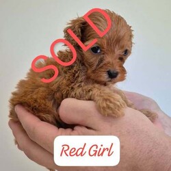 Adopt a dog:Cavoodle pups/Poodle (Miniature)/Female/Younger Than Six Months,We just had a litter of 7 gorgeous 1st generation Cavoodle pups, mum is a mini king Charles Cavalier, dad is a mini poodle, pups will be vaccinated, micro-chipped, vet-checked, de-wormed before rehoming, pups will be a no- low shedding, pups are playful healthy pups,Genuine buyers contact me on ******6873. REVEAL_DETAILS Boys and Girls price:$1500RPBA1267, BIN0004246376361