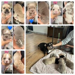 !! 5 stunning English bulldog puppy’s!!/English bulldog/Mixed Litter/5 weeks,!!READY TO GO SOON!!!
Our very own beautiful English bulldog pet mabel has had 5 lovely puppy’s.
They are well socialised English bulldogs
3 girls?? and 2 boys??
Very well marked.
Great with kids and dogs!!
They are 5 weeks old.
They will be:
- wormed!!
-flead!!
-microchipped!!
-vet checked!!
-first injections!!
These puppy's are well socialised with children and other dogs!!
They are playful and eating well.
Viewing is welcome.
Mum is part merl and can be seen.
Dad comes with papers.
Photo updates available.
??READY TO LEAVE 18th OF APRIL!!
Non refundable deposit of £200 will secure your forever fur baby
Anymore information or questions please don’t hesitate to get in touch!!