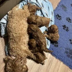 Adopt a dog:Pure bred toy poodle pup for sale ONLY 1 LEFT/Poodle (Toy)/Female/Older Than Six Months,Pure bred and dna clear toy poodle pups for sale. Only 1 boy left for saleBoth parents dna clear and pure.Red colour.All pups will be microchipped, vaccinated, wormed.Pups will be crate trained from a young age, well handled from kids, around other dogs of different sizes, well socialised.Pup is 9 weeks old and ready to go, only 1 left.Located near Sale in Victoria900079000169938