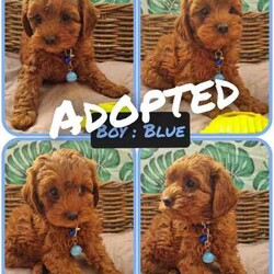 Adopt a dog:Cavoodles -toy cavoodles: 1st gen 95% toilet trained/Poodle (Toy)/Both/Younger Than Six Months,*photos 25 March8 weeks old6 Toy Cavoodles born 29 Jan2 girls left *no holds**Call for a quicker response thank