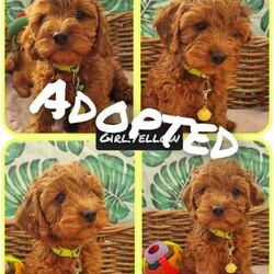 Toy Cavoodle: last girl-1st gen 95% toilet trained/Poodle (Toy)/Female/Younger Than Six Months,Born 29th JanReady Now for cuddles and cheer 