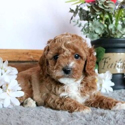 Bridgit/Cavapoo									Puppy/Female	/8 Weeks,This happy-go-lucky F1B Cavapoo puppy is sweet as can be! Bridgit comes home with a 30 day health guarantee and an extended genetic health guarantee, both provided by the breeder. She has also been seen by a vet and is up to date on shots and de-wormer. Bubbly Bridgit is socialized and getting ready for her forever family! To learn more, call Countryside Puppies today!