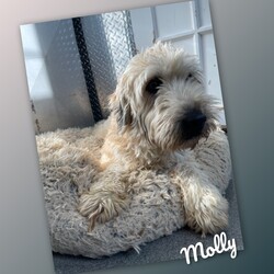Adopt a dog:Molly /Wheaten Terrier/Female/Adult,Hello there! My name is Molly, and I am so excited to introduce myself to you. As the proud mother of Spot, I come with a heart full of love and a wagging tail ready to join your family.

At 2 and a half years old, I'm in the prime of my life, weighing a perfect 33 pounds. I might seem a bit shy at first, but let me assure you, once I warm up to you, I'll become the most loyal and affectionate family dog you could ever ask for.

With my gentle nature and sweet disposition, I'm eager to find a loving family who will cherish me as much as I'll cherish them. Whether it's cuddling on the couch, going for long walks in the park, or playing fetch in the backyard, I'm up for any adventure as long as it's with you.

I've spent my days caring for Spot and ensuring he grows up to be a wonderful dog, and now it's my turn to find a forever home where I can receive all the love and attention I deserve.

If you're looking for a furry companion who will fill your days with joy and unconditional love, then look no further. I'm here, eagerly waiting to become a cherished member of your family.