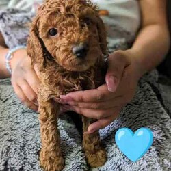 Adopt a dog:Red Miniature Poodles ❤️/Poodle (Miniature)/Both/Younger Than Six Months,$2700 negotiable.Purebred red miniature poodles.4 boy