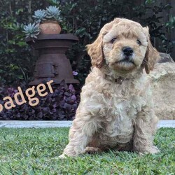Miniature Groodle Puppies for sale/Other/Both/Younger Than Six Months,We have a litter of beautiful Mini Groodles. Born on the 16th of February. Ready to go to new homes from the 12th of April but we can hold them for later pick up.The mother is a non-shedding Miniature Groodle with a beautiful temperament. The father is a Purebred miniature Red Poodle. Both have been DNA tested and cleared of all common genetic conditions.Groodles have the gentle, even-nature of the Golden Retriever combined with the intelligence of the poodle. They are loving, friendly and love people. They respond well to obedience training.The puppies are very affectionate, are responding well to training, have been sleeping through the night, toilet training is progressing very well. They have gentle, sweet natures. They are non-shedding. One of the puppies, Duke, will have the fleece coat like mum and the other pups will be curly coated. Expected adult size of pups will be around 14kgs.All our dogs are treated as family members. They are fed the best diets and are up to date with all their vaccinations and worming treatments. Our puppies were born and raised indoors in a clean, loving, calm and happy home environment. They spend time outdoors during the day with access to an inside area via a doggy door. You will also be able to interact with the parents and Grandparents of the puppies.The puppies have started socialisation training. They have been exposed to noises, adults, children, and other dogs. Crate training in progress. They know how to use a doggy door. We have started touch training to get them used to being groomed and they are responding extremely well. They have been exposed to water and bathing. We are happy to stay in touch to assist with puppy settling into new home.We want our puppies to go to loving homes. We encourage you to send us some details about you and your family environment when you make contact.We can provide testimonials of previous puppy owners. Photos of puppies from Neo’s, (the father) last litter are available and we can arrange viewing of previous pups pending availability. Video calls and interstate transport can be arranged.Puppies come; vaccinated, microchipped, wormed and vet checked.They will be provided with a lovely puppy care pack containing goodies and a care/feeding guide.BIN 0012232045993NCPI 9004163