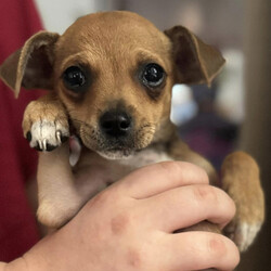 Adopt a dog:Luke/Chihuahua/Male/Baby,Rescue from TX - 10-week-old chihuahua puppy Luke. He will melt your heart with his charm and cuteness. He enjoys playing and getting belly rubs.
Please apply to adopt Luke:
https://form.jotform.com/231910852670152