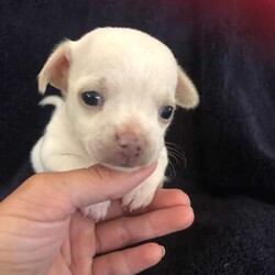 Chihuahua pups/Chihuahua (Smooth Coat)/Female/Younger Than Six Months,Two male chihuahua puppies ready for new homes in about 3 weeks. Puppies are available for viewing if you decide you would like a puppy i require a $500 NON refundable deposit they are wormed every two weeks will come with first vaccination and microchip. Mum is a long haired chihuahua and dad is a short haired apple head. For more info please contact me on ******8221 REVEAL_DETAILS 