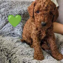 Adopt a dog:Red Miniature Poodles ❤️/Poodle (Miniature)/Both/Younger Than Six Months,$2700 negotiable.Purebred red miniature poodles.4 boy