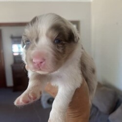 Purebred border collie puppies for sale/Border Collie/Female/Younger Than Six Months,Puppies for sale. Male and female chocolate, black tri and chocolate Merle’s available. Sold with a puppy pack of Advance medium dry food and Kong toys with the scent of mum and siblings to provide comfort.953010100348562953010100348564953010100348565953010100348566953010100348567953010100348570953010100348572953010100348775953011003485777