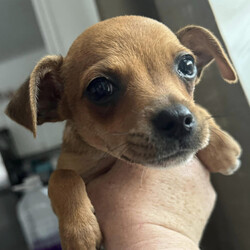 Adopt a dog:Luke/Chihuahua/Male/Baby,Rescue from TX - 10-week-old chihuahua puppy Luke. He will melt your heart with his charm and cuteness. He enjoys playing and getting belly rubs.
Please apply to adopt Luke:
https://form.jotform.com/231910852670152