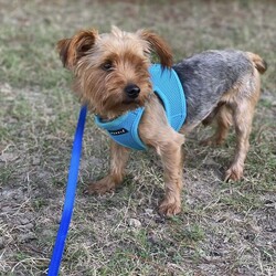 Adopt a dog:Willie/Yorkshire Terrier/Male/Adult,Willie is a very special little boy who has a sad story. We certainly want to change his life's story and give him a happy ending. We know we will have a lot of people interested in him so please read the entire post and make sure you are a good match for him.

Willie arrived here after being turned over to us from a backyard breeder. He is 7 years old and lived outside his entire life. Willie was adopted to a family with experience with a small dog. Unfortunately, they discovered he was not comfortable around small children and was nipping some at their child so he was returned to us. 

We found him a great home again. Another very sad story. One of his owners had an unexpected medical emergency which has now prevented them from being able to care for a dog. So although they loved Willie, they couldn't keep him. 
Willie is a sweet boy but has some anxiety (who can blame him) and will pace around the house when he gets anxious. He does not like his face or feet being touched, so grooming him can be an issue. He is OK with a bath and having his hair cut, but will not let you trim his face or nails. He is going to need an experienced adopted who has experience with a somewhat stressed dog who will need lots of patience and TLC.  He is not really a lap dog, but does want to lay or be near his person. We won't adopt him to a first time dog owner or a home with children. 

The following information comes from his current foster mom:

