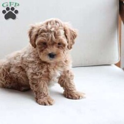 Buddy/Shih-Poo									Puppy/Male	/February 8th, 2024,Buddy  is 1 of 10 in his litter , with approx adult weight of 12-20lbs . He is sweet , energetic and loves to cuddle .