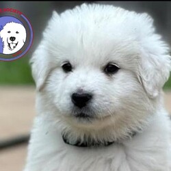 Adopt a dog:Ronnie/Great Pyrenees/Male/Baby,We have WEEKLY transports to the northeast! If you find a pyr you love, you can have him/her home that week or the following! 

Here's what one of our adopters says about our ability to match dogs:
- 