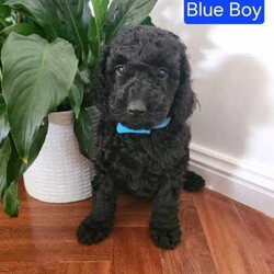 Adopt a dog:Georgous Mini Labradoodles F2B multi generation /Labradoodle/Both/Younger Than Six Months,Beautiful miniature Labradoodle Puppies – DNA Tested – F2BWe have available 6 gorgeous miniature labradoodle puppies looking for their new families to love.There are 5 x male and 1 x female in the litter.Meet your new family memberThe mum and dad of these puppies are our family pets from a loving home. The puppies are therefore socialised with other dogs and with children. Before leaving our home, they will be fully vaccinated, microchipped ( booked in for 15/04) and with up-to-date worming.A puppy pack will be provided with each puppy, which will include puppy milk, kibble, puppy pads, litter scented blanket, bed and a chew toy.Puppies were born on the 20th February and will be available to join their new families towards 17th April.Here are some details of the mum and dad:Mum – “Zoey”. Zoey is a F1B Labradoodle - 86% Miniature Poodle / 14% Labrador. Her height is 33cm from the floor to her shoulder.Dad – “Mando”. Mando is a F1 Labradoodle - 50% Miniature Poodle / 50% Labrador. His Height is 46cm from the floor to his shoulder.Feel free to call with any questions and visit as often as needed to meet your new family member.We are located at Voyager Point, 2172Breeder Number: 9004495