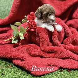 Brownie/Standard Poodle									Puppy/Female	/December 26th, 2023,Brownie is an adorable standard poodle puppy that is very playful and sociable. Meet Brownie – the cutest standard poodle puppy you’ll ever lay eyes on! With his playful and sociable personality, he’ll quickly become a beloved member of your family. Don’t miss out on the opportunity to bring this little ball of joy into your home today!
