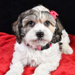 Clover/Cockapoo									Puppy/Female	/10 Weeks,Clover will melt your heart with her cuteness and sweet loving temperament. They are very well socialized and great with kids!! If you are looking for a best friend or a perfect addition to your family we would love to hear from you.  Don’t forget to Follow us on FACEBOOK and subscribe to our YouTube channel.  Shipping is available. They are Micro Chipped. They are  vet checked. They are up-to-date on shots and deworming. Contact us today if you would like to give these little sweethearts a home filled with lots of hugs and cuddles. Payment methods include Credit card or Venmo or Cash. All deposits are NON REFUNDABLE!! The puppy comes with a Year Genetic Health Guarantee and shot records and a baggie of food. We will send a scented blankie along with the puppy that way you’re puppy will be more comfortable.