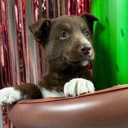 Adopt a dog:Churro/Border Collie/Male/Baby,Primary Color: Brown Secondary Color: White Age: 0yrs 0mths 11wk