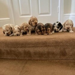 Adopt a dog:Kc registerd show cocker spaniel puppy one boy left/Cocker spaniels/Mixed Litter/2 months,READY TO LEAVE NOW
My clever girl Lady has had a beautiful litter of 8 puppies 4 girls and 4 boys thay are beautiful mum and puppies are both doing well,we only have 1 boy remaining he is orange roan, fully vaccinated and ready to leave now mum is our family pet she has got a lovely temperament a very calm and loving dog ,dad jarvis is a kc reg show cocker spaniel with a good pedigree, he's health tested I have paperwork here to see, also he as got a Facebook , thay was born on The 29th of January so there ready to leave on the 25th of march, thay will be microchipped vet checked had there first vacation and wormed up to date, puppies are being fetch up with mum in our family home thay are used to children and other dogs thay have a lovely temperament, thay will come with a puppy pack that contains a blanket with mums sent on food and a toy, we are looking for good loving forever homes for our baby's, I would just love to keep them all but just haven't got the room if you would like to reserve one it's a £250 non refundable deposit, don't hesitate to call or message anytime she can be seen with mum and FaceTime can be arranged