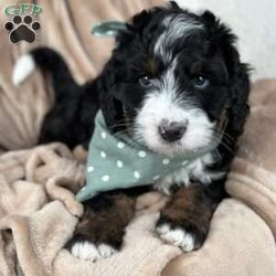 Keen/Mini Bernedoodle									Puppy/Male	/7 Weeks,Keen is the sweetest chunky guy! He loves kisses and cuddles and will wag his tail to show you love. He would make a great family companion as he is sweet and affectionate and loves kids. He will be up to date on his age appropriate puppy vaccines and health checked. Feel free to check out our website for all info. 
