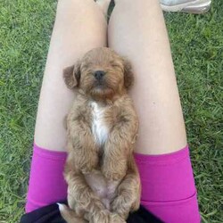 CAVOODLE PUPPS EXPRESSION OF INTREST //Female/Younger Than Six Months,Edit*white/Mahagony red girl Sold