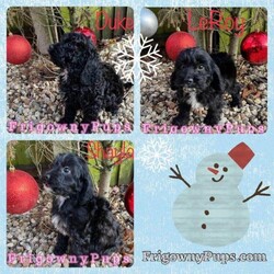 F1 Cockerpoo Puppies from Licensed Breeder/Cockerpoo/Mixed Litter/18 months,Absolutely gorgeous litter of F1 Cockerpoo Puppies, who will be ready to leave for their loving new homes from 9th December (although I’m happy to keep until your convenience with a small Holding Fee)

Mum is a beautiful small black working cocker spaniel with the sweetest nature (DNA hereditarily clear) and dad is an apricot miniature poodle, who is DNA tested not to carry any hereditary conditions. Both have the most fantastic temperaments with loving and steady little personalities.

These puppies will make perfect family friends and companions dogs. They are minimally moulting and generally easy to train.

Each puppy will leave with a bespoke PuppyPack, containing all their relevant paperwork, a bag of the puppy food they have been weaned onto plus information leaflets, a scented snuggle blanket to help them settle, a PuppyCare booklet, printed Worming Record Card and a teething ring.

Puppies are all microchipped and registered to myself, as their breeder, details will be changed to those of their new owner on departure. They also have an ear ID tattoo for additional security.

Each puppy will be insured for 4 weeks on departure.

Puppies will have had their first vaccination and undergone a thorough Vet Check, with certification.

More pictures are to be found on our Social Media accounts “Frigowny Doodles” with additional information on our web site.

Please TEXT ME in the first instance and I will call you back x x x