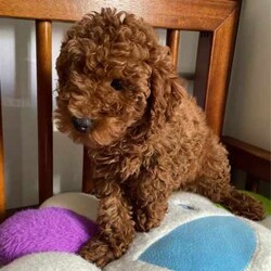 Pure Toy Poodle Puppies available/Poodle (Toy)/Both/Younger Than Six Months,We have beautiful pure toy poodle puppies available, both boys and girls, red and apricot.They are ready to go home on 15/03/2024 ( 8 weeks old),The dad has been DNA tested, a pure toy poodle , weighing only 2.4kg.The mother is also DNA tested, a pure toy poodle weighing 3.8kgPRICING：Red girl ：$2500 (ready early May)Red boys: $1300All puppies are vaccinated microchipped and wormed.We also have red toy poodle puppies available soon (in March)Please contact ******** 828 for inquiries. REVEAL_DETAILS 