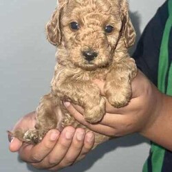 Pure Bred Toy Poodle Puppies /Poodle (Toy)/Female/Younger Than Six Months,Adorable Pure Bred Toy poodle puppies 