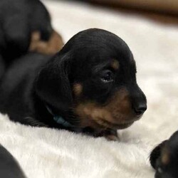 Five perfect size miniature dachshunds /Dachshund/Both/Younger Than Six Months,5 perfect size MINIATURE DACHSHUNDS