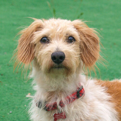 Adopt a dog:DEXTER/Wire Fox Terrier/Male/Adult,He:
•	Is a male 
•	Is a Wire Fox Terrier/Dachshund mix
•	Is 4 years old
•	Weighs 13 pounds
•	Is good with other dogs
•	Appears to be potty trained
•	Loads well in the car
•	Walks nicely on a leash
•	Is high energy

Scrappy and spunky, his tangerine and wirehaired coat perfectly matches his vibrant personality. Always experiencing the world with zest, this perfect-sized pooch will make someone’s life that much sweeter. But Dexter’s true joy is found with toys – the squeakier the better. When he’s not enamored with the squeaks, he does walk well in a harness and has been reported to be a great sport during bath time. We’re in love with his amiable demeanor and happy-go-lucky attitude. Coupled with his size, resisting the urge to scoop him up is a challenge that someone out there will not resist. 

Dexter is neutered, vaccinated, microchipped, and heartworm negative. 

For more information about Dexter or our shelter please call us at (830) 693-0569 or visit our website at highlandlakescaninerescue.org 

If you would like to schedule a meet and greet with Dexter or any of our dogs, please fill out an application at https://www.highlandlakescaninerescue.org/adopt-a-dog/how-to-adopt/