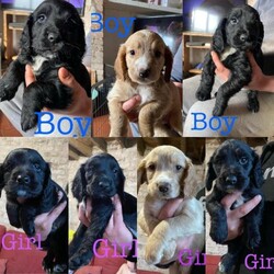 Adopt a dog:*4 left* Beautiful sprocker puppies from working parents/Sprocker spaniel/Mixed Litter/8 weeks,Updated pictures 4 left 
Happy healthy sprocker puppies from both working parents
Dad has papers
Mother & grandmother owned by us

Viewings welcome £100 deposit required

Brought up in a
family environment well socialised with children

All with tails docked which certificate is available
all will be microchipped vaccinated and up to date with wormer

Playful characters already
Photos don’t do the puppies justice!
3x boys & 3x girls left at present