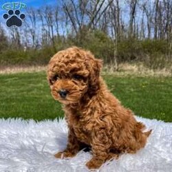 Felix F1B/Mini Goldendoodle									Puppy/Male	/7 Weeks,Hi my name is Felix. I am a beautiful F1B mini goldendoodle. My mom Brookie weighs around 20 lbs and Dad Copper weighs around 15 lbs. I am friendly and well socialized and am played with by small children. 