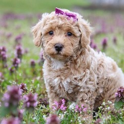 Dottie/Miniature Poodle									Puppy/Female	/8 Weeks