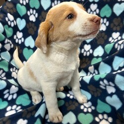Adopt a dog:Malibu/Hound/Female/Baby,My name is Malibu. I am a very beautiful 9-week-old Hound mix with maybe some Brittany Spaniel. I weigh 8.7 lbs. and my birthday is 2/6/2024 so I have some growing to do! I will be a medium size dog. I am started on my shots and worming schedule and have been treated for any issues I came in with. 

I would do great in any home as I am easy to please and have a great personality.  I enjoy running and playing with toys. Of course, I also enjoy my one on one snuggle time and giving kisses. 

Please if you are interested in me get your application in today, there is no time to waste:

You can go to www.hopeforhannahrescue.org 
or you can click the link below:

The direct link to our application can be found here: https://ueodqi9fe3f.typeform.com/to/sFwghRQN

If you have any problems call Suzi (717) 466-5968 and I will be happy to assist you.
