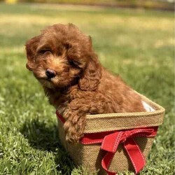 Adopt a dog://Female/Younger Than Six Months,Cavoodles - find us on Facebookhttps://m.facebook.com/miniangelpoodles1 girl puppy available. She is very adorable, playful, and confident. She was actually the first chosen from the litter to go to a family but due to no fault of her own this didn't proceed.We are a family that loves dogs. We are located in Albury and Melbourne. Our babies are raised in our family home with our children. We have been breeding dogs for over 10 years and my father bred German Shepherds while we were growing up in the 1990s and still does. We are very experienced breeders and care for our dogs ensuring they are healthy and beautiful companions. All our breeding dogs (parents) are DNA Tested for hereditary diseases.Our puppies are well socialised around children and other dogs. We begin toilet training our puppies with puppy pads and give new owners detailed instructions in a puppy pack to continue this when they take their babies home.We also have started mini grooms with them so they can become accustom to loud blow dryers and trimmers. They also hear the other dogs being groomed so are aware of these noises.All puppies are:-Vaccinated-vet health checked-Microchipped-Wormed every 2 weeksCome with:-6 weeks free pet insurance-puppy pack including;-dog food-toilet training pads-detailed information on basic training techniques-breed information-life time support from meWe will be in Tarneit VIC over some weekends and Albury/Wodonga during week days. We deliver to Melbourne at no charge from Albury. We can arrange transport to Sydney at a cost.If you would like to meet these gorgeous cheeky babies then please contact Jeanette on ******6109. REVEAL_DETAILS Microchip numbers:900164002282646I'm a registered breeder with Responsible Pet Breeders Australia: RPBA member number 1988Welfare Source number RB222388