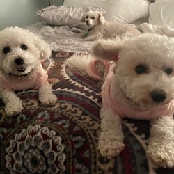 Adopt a dog:Sassy & Coco/Bichon Frise/Female/Adult,Sassy and Coco, are a beautiful bonded pair of 13 pound 7-year-old powder puffs looking for a new home to call their own. Sassy is the loving diva, wanting to stay close to her person at all times and to make sure the house runs on her terms! Coco is the laid-back girl, mild-mannered, affectionate, cuddly and happy to go with the flow. These girls love going for walks and spending time at the dog park where they can frolic with other dogs and meet other people to fuss over them. They are little furball social butterflies.

Sassy and Coco are looking for a quiet home with someone who is retired or works from home. They would love to play and snuggle with calm, kind children who have experience with dogs and respect their boundaries.

Sassy and Coco are working very hard on their housetraining skills, and an adopter would need time, patience, and consistency to help them along the way. A fenced-in backyard would be great! They need to be the only pets in the home as they prefer to be the center of the universe for their human companions.

Do you have room in your home and heart for them? They are waiting to meet you in Deltona, Florida, just a short drive from Sanford.

If you are interested in adopting Sassy & Coco, please fill out an application on our website: https://www.bichonrescue.org/adoption-form