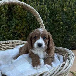 Adopt a dog:Miniature Ruby Cavoodle Puppies //Both/Younger Than Six Months,We currently have a litter of miniature F1B Ruby Cavoodle Puppies available to approved loving homes as of this Friday!Puppies will come: