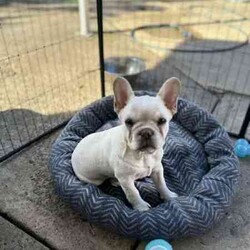 Adopt a dog:Pure breed french bulldog /French Bulldog/Female/Younger Than Six Months,Pure breed French bulldog pup last of litter to no fault of own buyer fell through beautiful nature been raised with kid