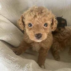 Stunning Toy Cavoodle puppies /Poodle (Toy)/Female/Younger Than Six Months,We are thrilled to announce we have an adorable litter of F1b toy cavoodles available!1 black and tan boy - $2,2501 tan boy - $3,0001 fawn boy - $3,000Very unique colours 