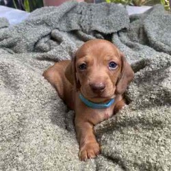 Adopt a dog:Purebred miniature dachshund puppies short hair./Dachshund/Female/Younger Than Six Months,A stunning litter of purebred short haired dachshund puppies.4 girls and 2 boys born on the 09/03/24 ready for their new home after the 05/05/24Mother is a shaded red and the father is a dapple. Can send photos of parents upon request. Both parents DNA tested. Both beautiful natured brought up in loving families.All pups come vaccinated and microchipped. Also a small take home puppy pack .I will update photos as they get older. Please contact me for anymore information.1x chocolate girl (pink) $2000 SOLD1x chocolate girl (dark purple) $20001x chocolate boy (blue) $20001x shaded red girl ( yellow ) $15001x shaded red girl (green) $15001x shaded red boy (light blue) $1500.