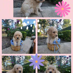 Cavoodle puppies /Cavoodle/Both/Younger Than Six Months,One girl and five boy cavoodles/moodles are looking for their FUREVER home and a READY FOR COLLECTION 9 weeks oldThese treasures are hypoallergenic and are low shedding.Father is maltese/toy poodleMother is cavalier/ toy poodleThey will grow into a very small family memberVaccinatedMicrochippedWormedTick and flea treated 